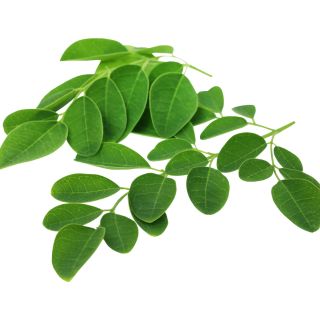 Liść Moringa